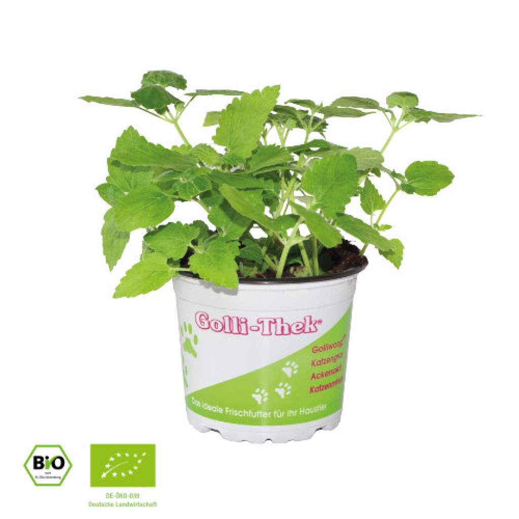 Golli-Thek® Katzenminze